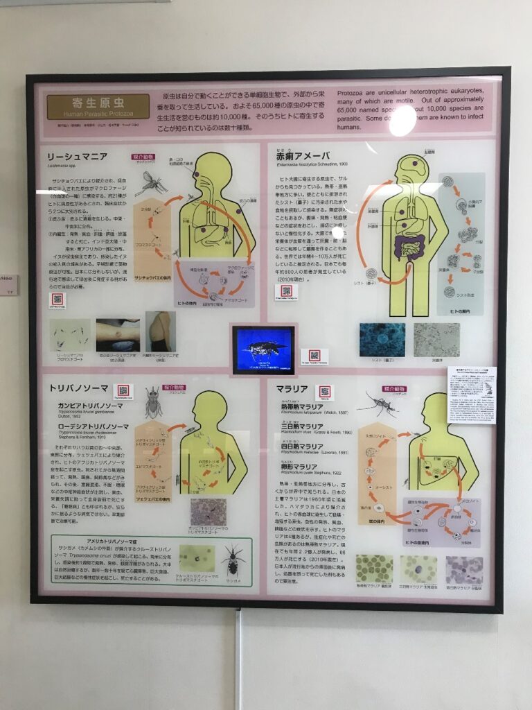 必見 たぶん世界に1つしかない寄生虫の博物館 8.8mのサ …